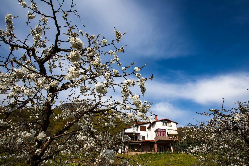 Militsa Guesthouse 나우사이마티아스 외부 사진